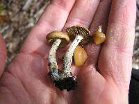 Psilocybe subaeruginosa image