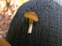 Psilocybe subaeruginosa image