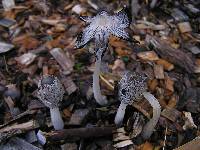 Coprinopsis lagopus image