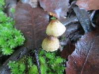 Lepiota calcarata image