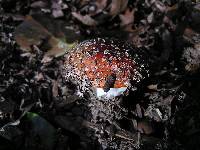 Amanita muscaria image