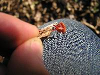 Mycena viscidocruenta image