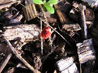 Mycena viscidocruenta image