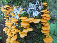 Favolaschia calocera image