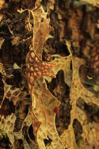 Lobaria pulmonaria image