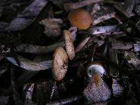 Psilocybe subaeruginosa image