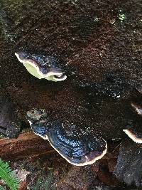 Fomitopsis pinicola image