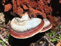 Fomitopsis pinicola image