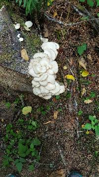 Pleurotus ostreatus image