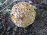 Amanita muscaria var. guessowii image