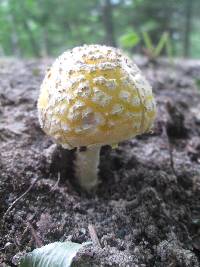 Amanita muscaria image