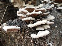 Schizophyllum commune image