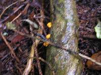 Favolaschia calocera image