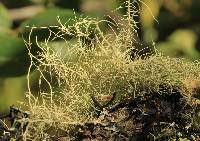 Usnea intermedia image