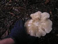 Clitocybe nebularis image