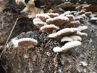 Schizophyllum commune image