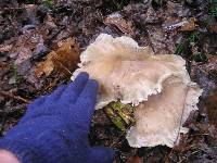 Clitocybe nebularis image