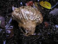 Calvatia craniiformis image