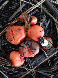 Leratiomyces erythrocephalus image