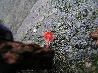 Mycena viscidocruenta image