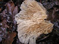 Clitocybe nebularis image