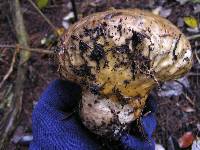 Calvatia craniiformis image