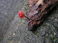 Mycena viscidocruenta image