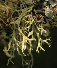 Evernia prunastri image