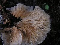 Clitocybe nebularis image