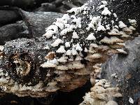 Schizophyllum commune image