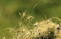 Usnea intermedia image