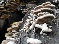 Schizophyllum commune image