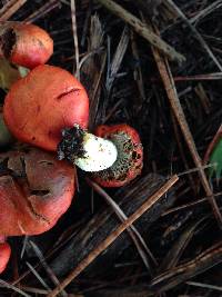 Leratiomyces erythrocephalus image