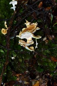 Podoserpula pusio var. tristis image