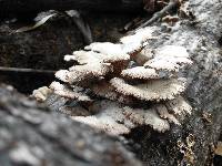 Schizophyllum commune image