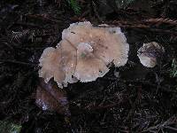 Clitocybe nebularis image