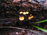 Favolaschia calocera image