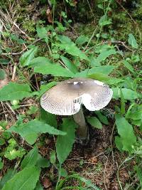 Amanita vaginata image