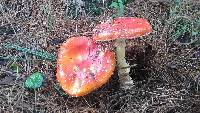 Amanita muscaria image