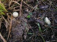 Psilocybe weraroa image