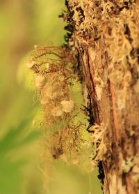 Usnea intermedia image