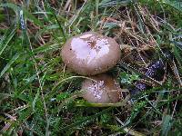 Armillaria novae-zelandiae image