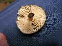 Armillaria novae-zelandiae image