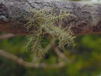 Usnea strigosa image