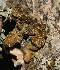 Pseudocyphellaria crocata image