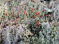 Cladonia cristatella image