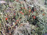 Cladonia cristatella image