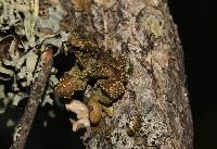 Pseudocyphellaria crocata image