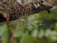 Usnea strigosa image