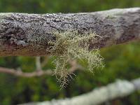 Usnea strigosa image